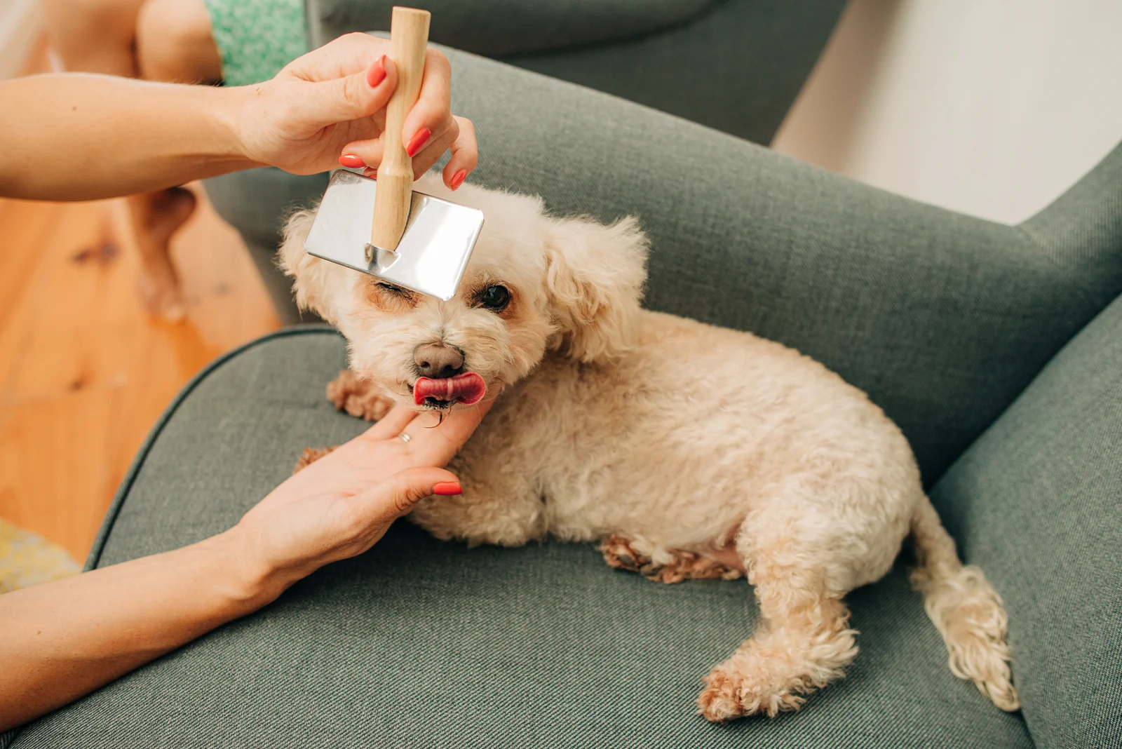 a woman brushes a maltipoo while lying on the couch