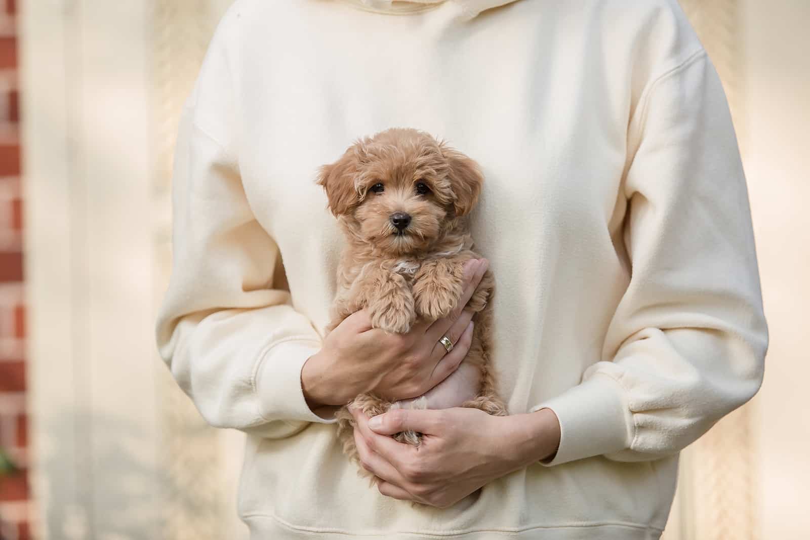 a woman holding maltipoo dog in her arms