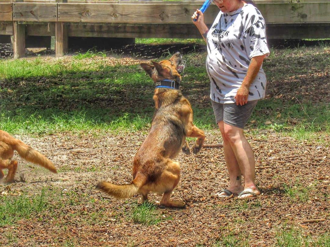 a woman trains a Shepinois dog