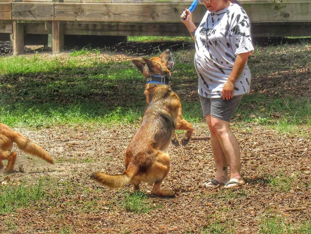 a woman trains a Shepinois dog