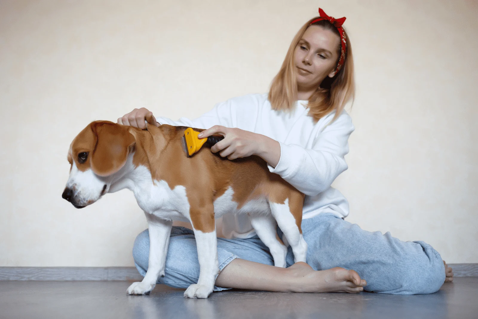 a young woman is brushing a beautiful Beagle