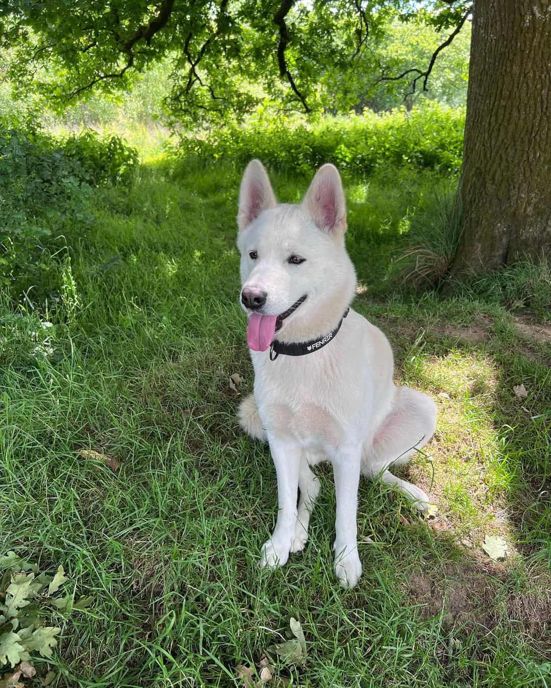 adorable Akitamut dog sitting in the grass