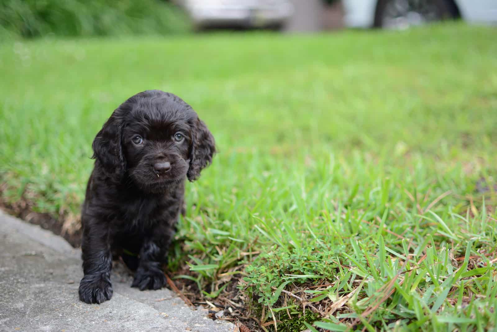 adorable Boykin Spaniel puppy in the park