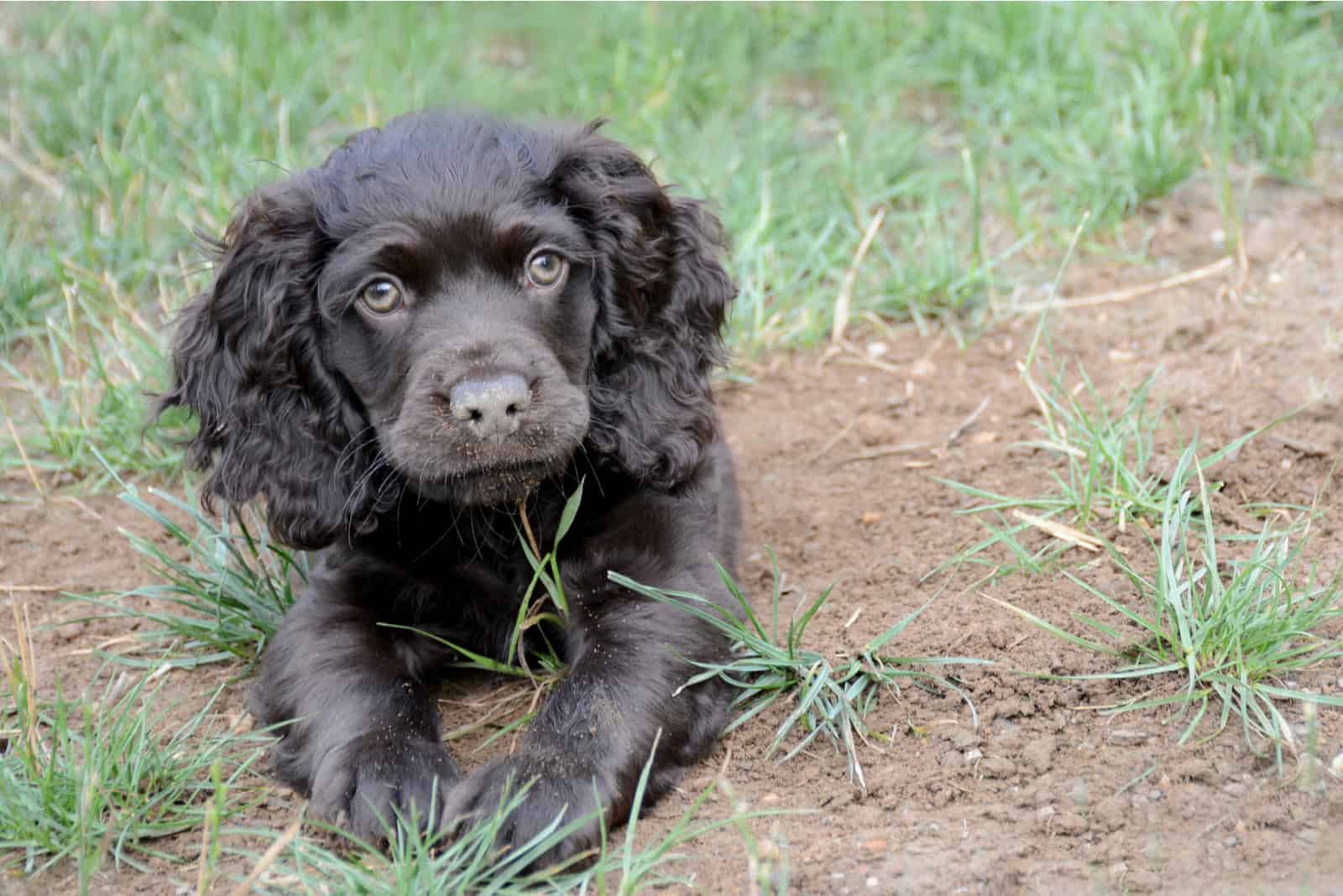adorable Boykin Spaniel puppy lying in the grass