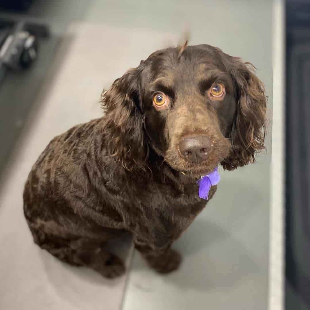 adorable Boykin Spaniel puppy