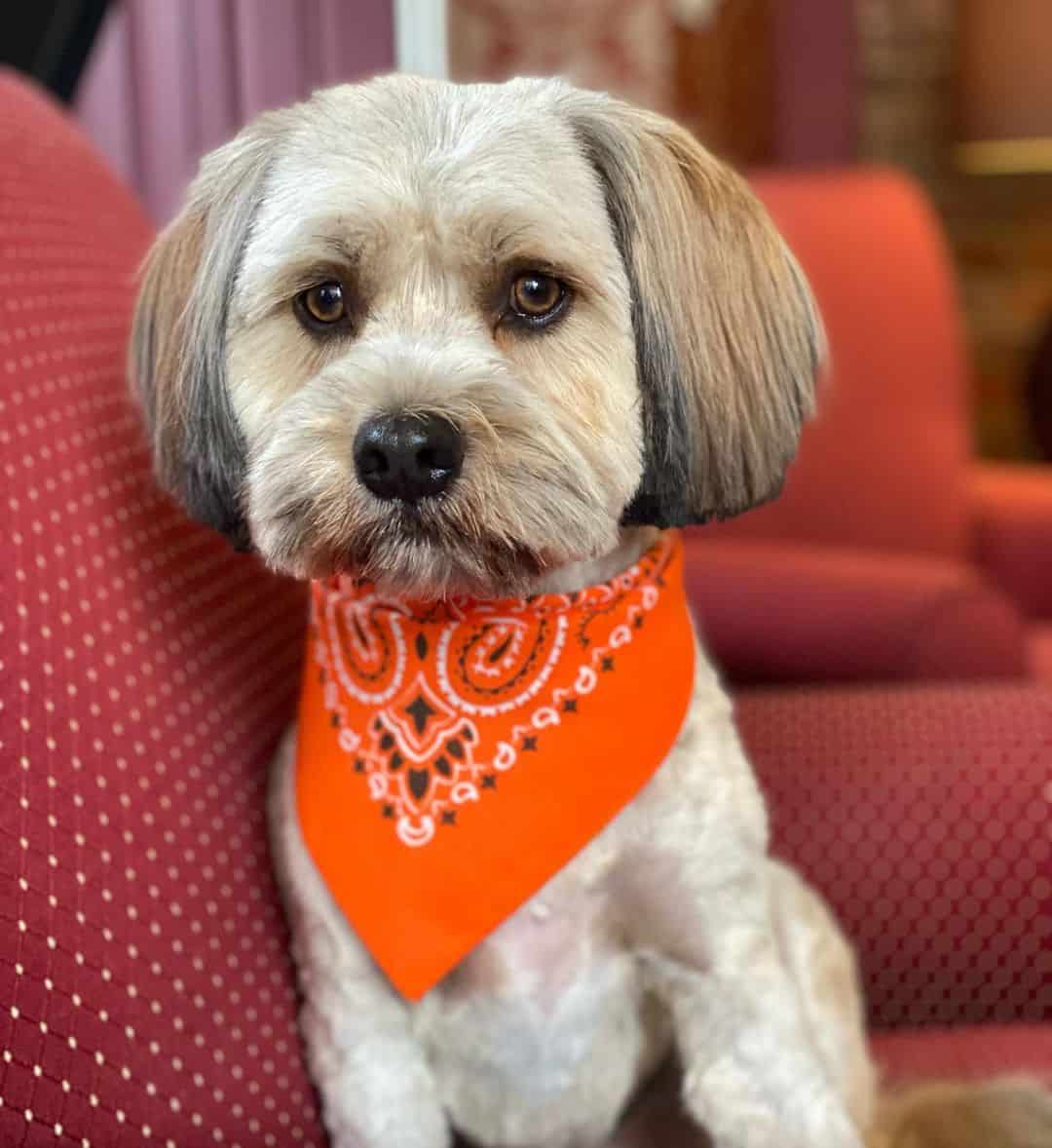 adorable Cavanese dog