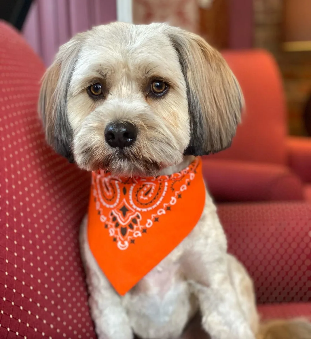 adorable Cavanese dog