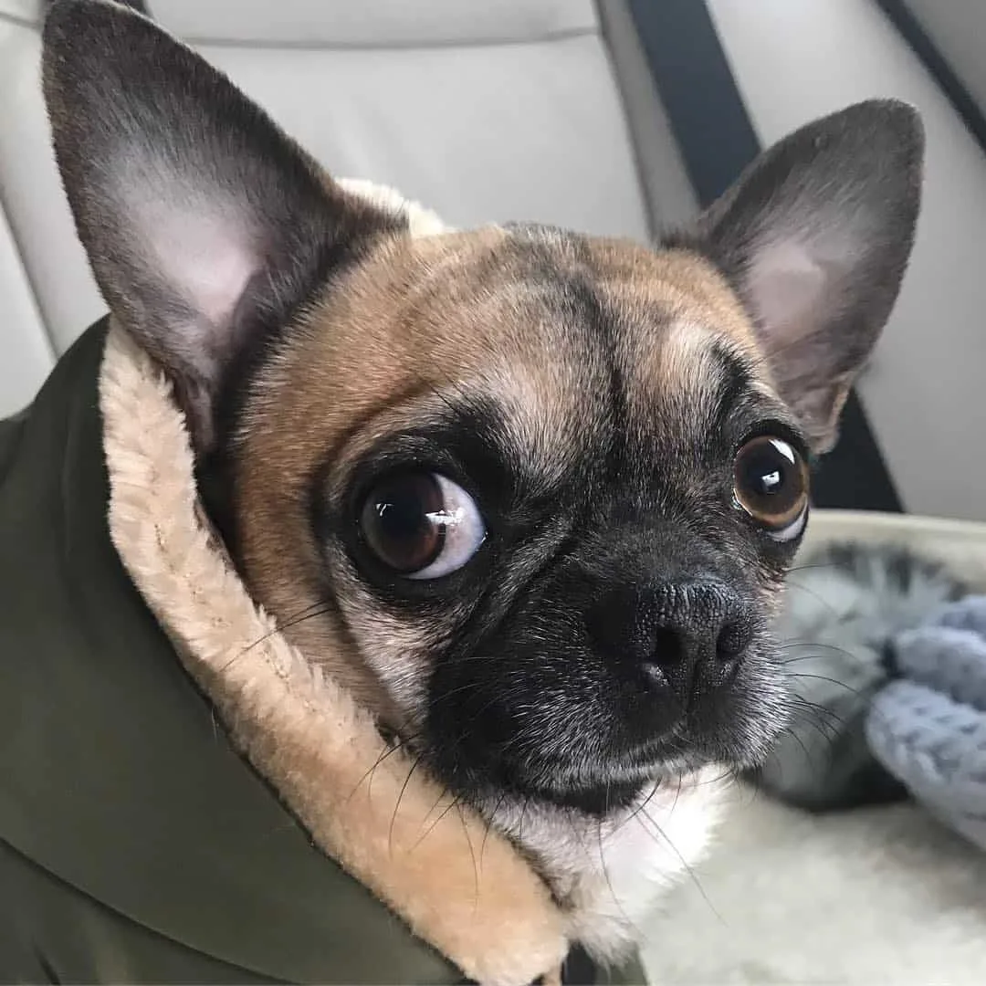 adorable Chihuahua looking at the camera