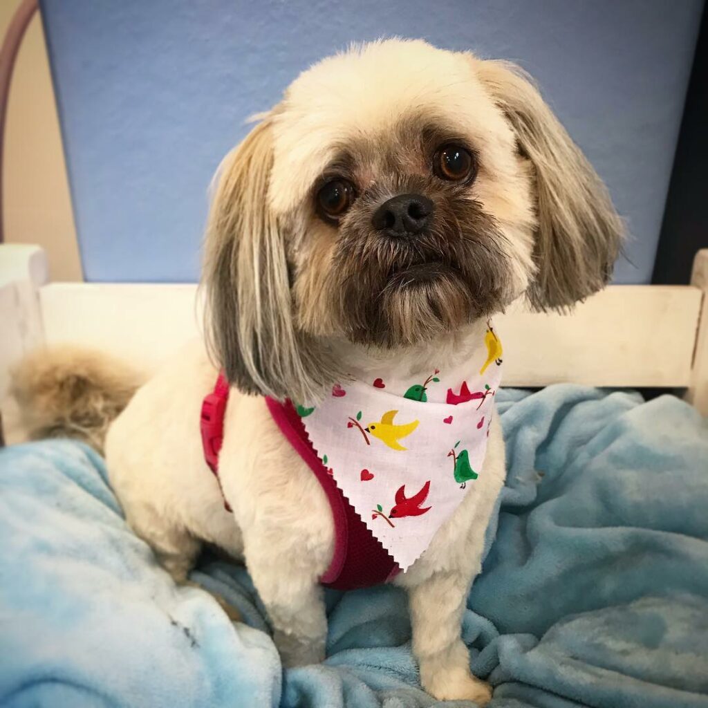 20 Lhasa Apso Colors That Are Too Cute To Handle