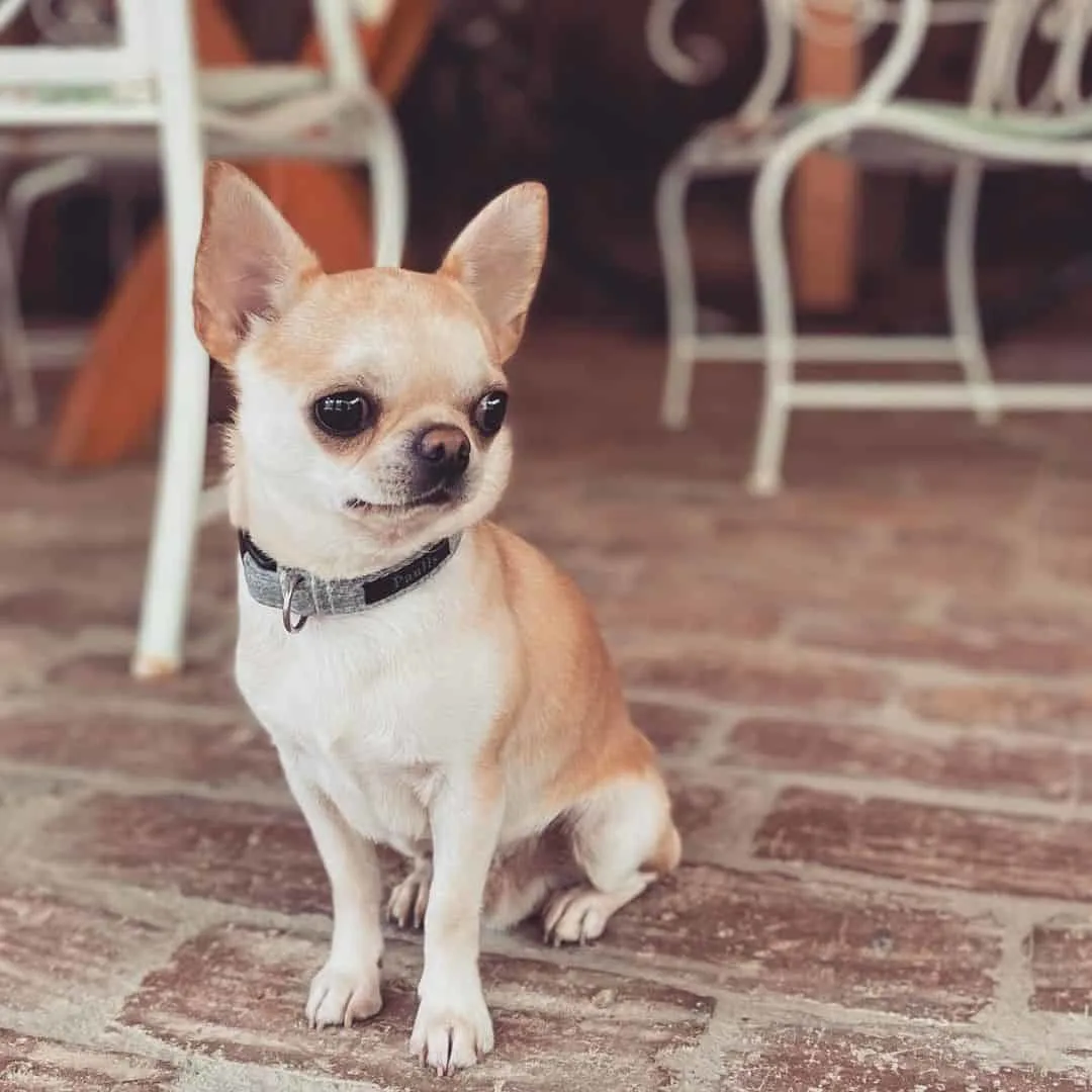 adorable Fawn Chihuahua