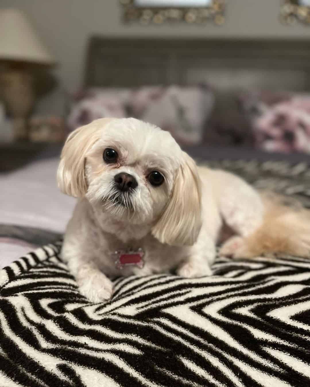 adorable Havashu is lying on the bed