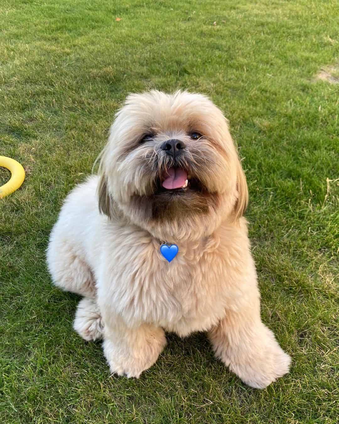 adorable Lhasa Apso sitting on the grass