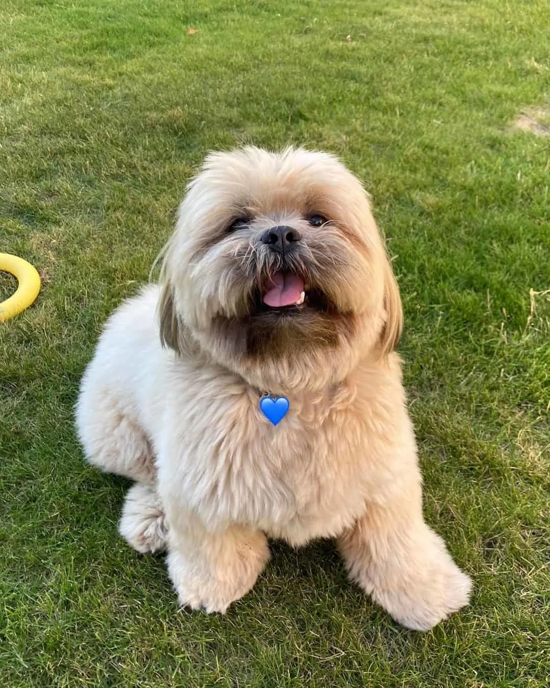 20 Lhasa Apso Colors That Are Too Cute To Handle