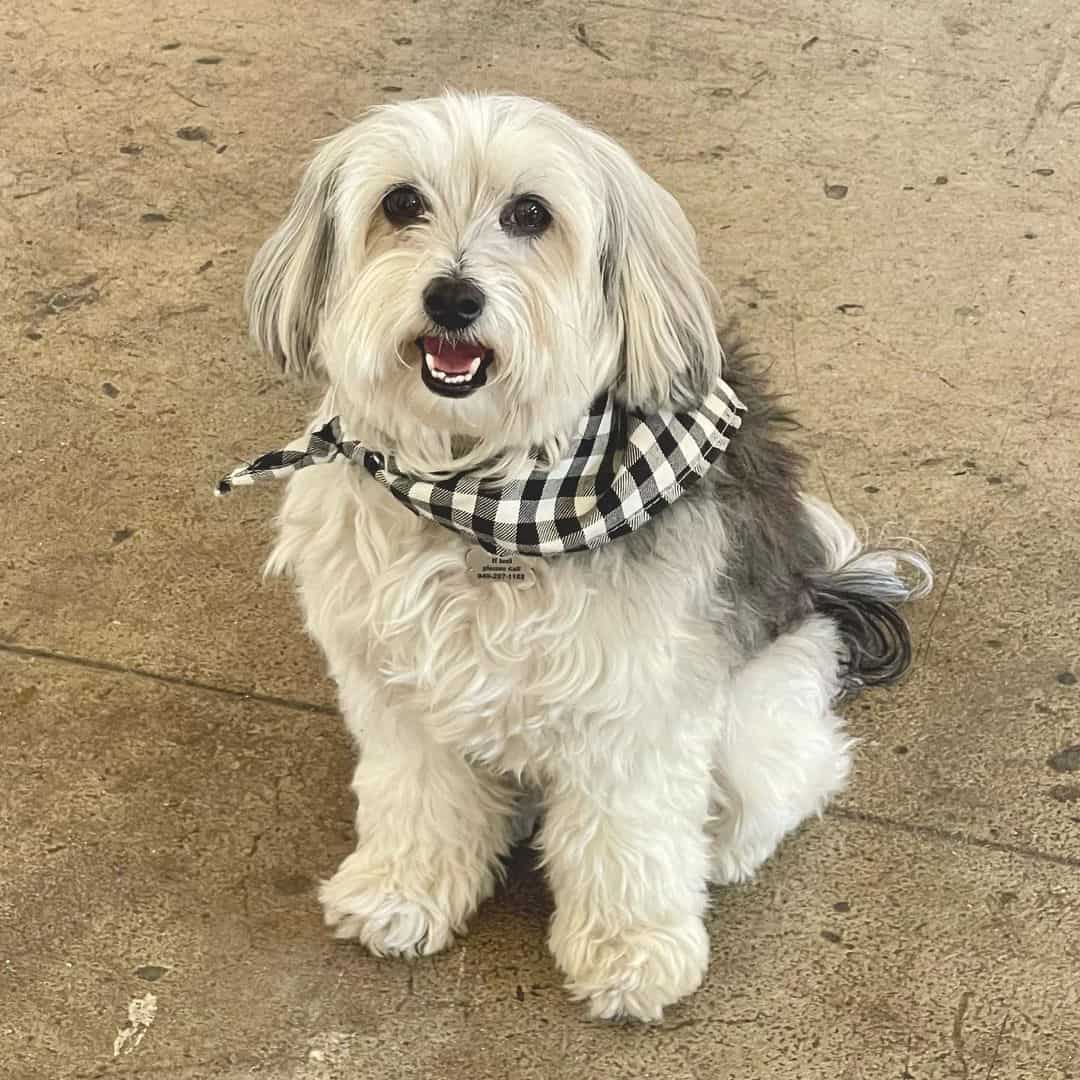 adorable Schapso is sitting on the sidewalk