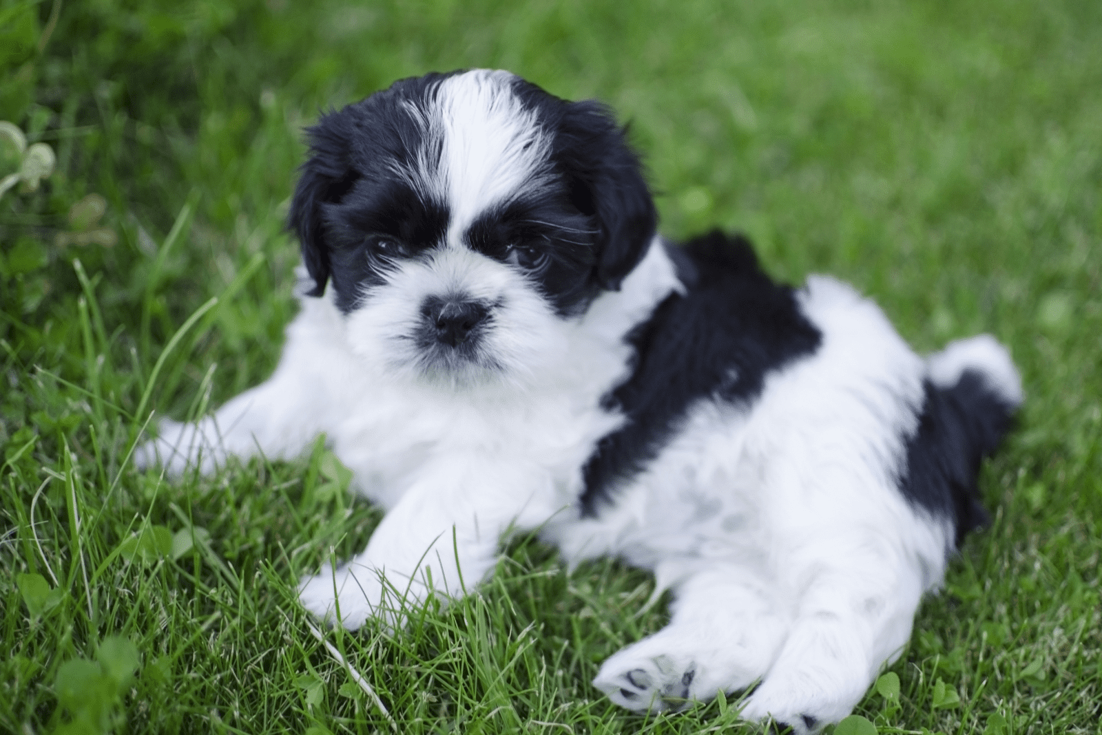 adorable Shih Tzu puppy lying on the grass