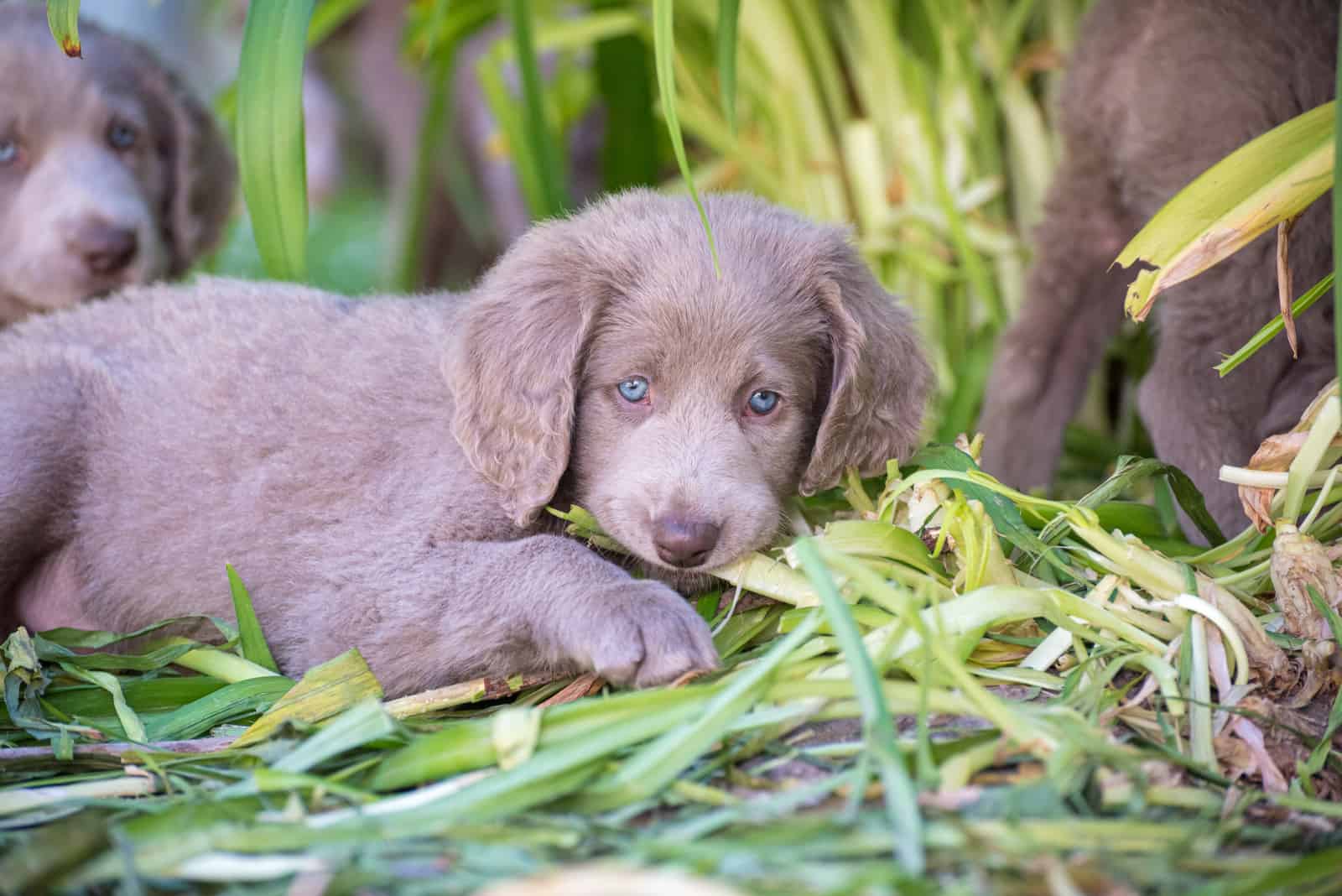 adorable Weimaraner puppy lying down