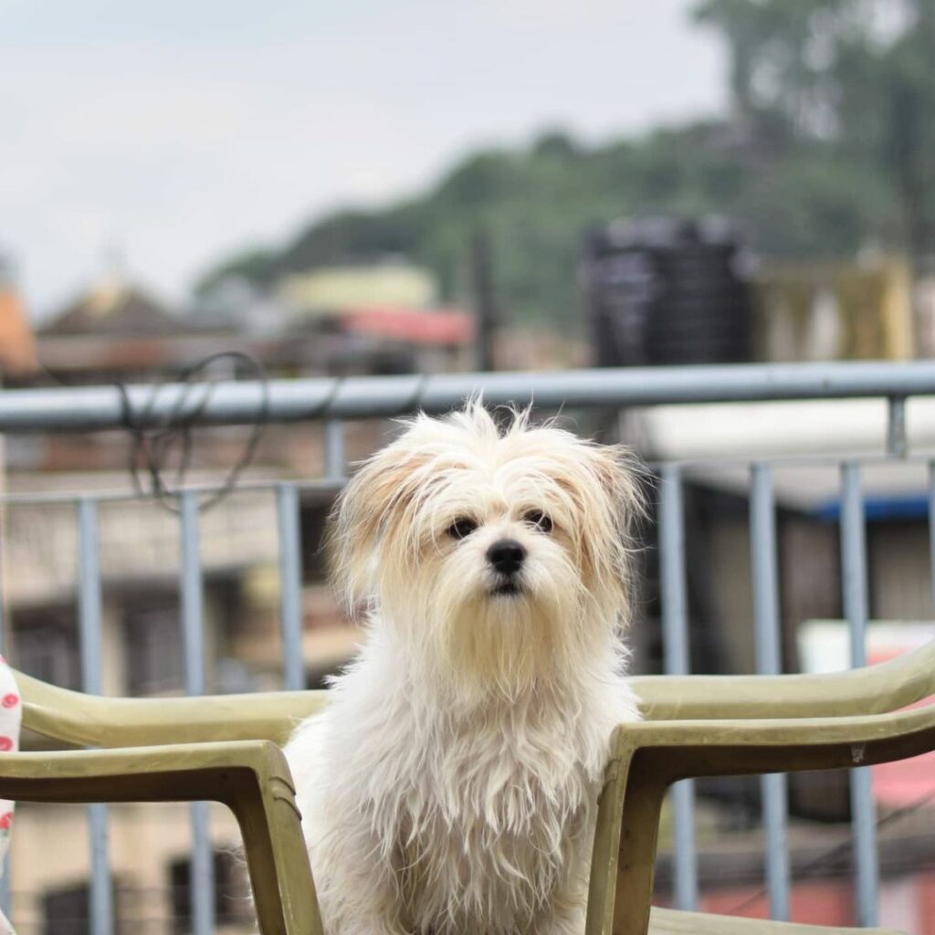 20 Lhasa Apso Colors That Are Too Cute To Handle