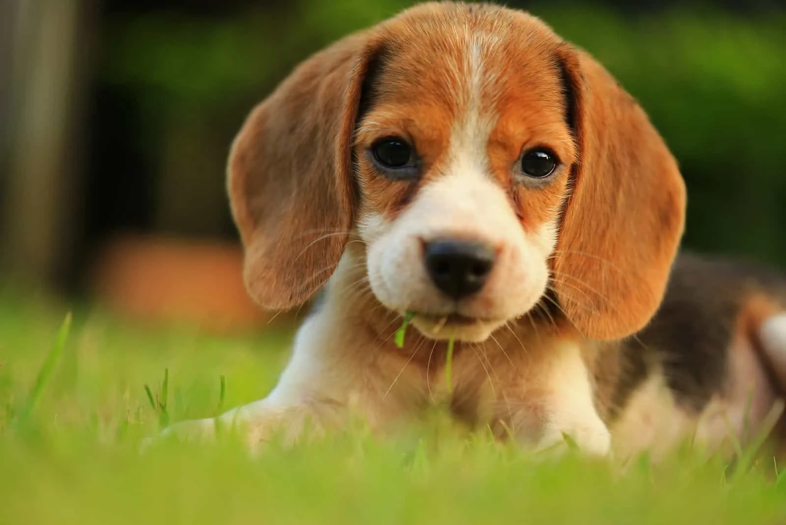 adorable beagle puppy posing in green grass