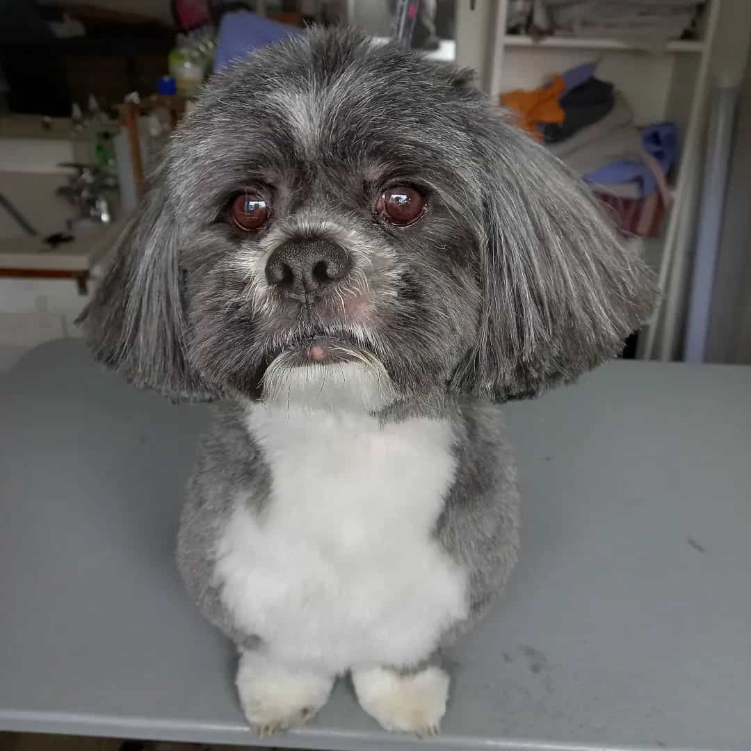 adorable blue Lhasa Apso