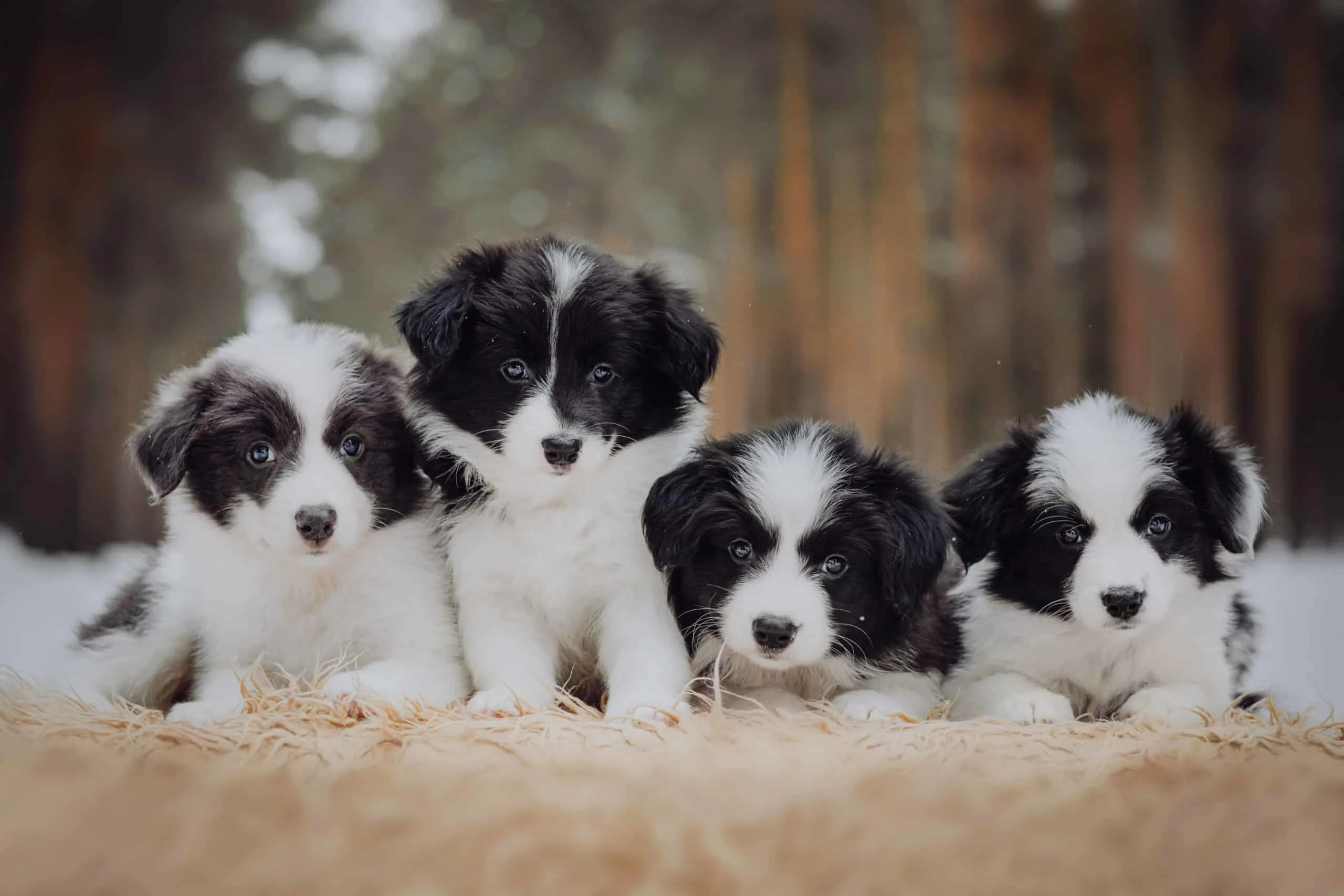 Border,Collie,Puppies,Black,And,White,In,He,Winter,Forest
