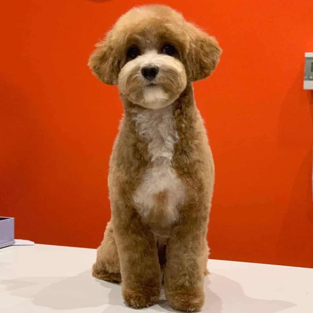 adorable brown maltipoo