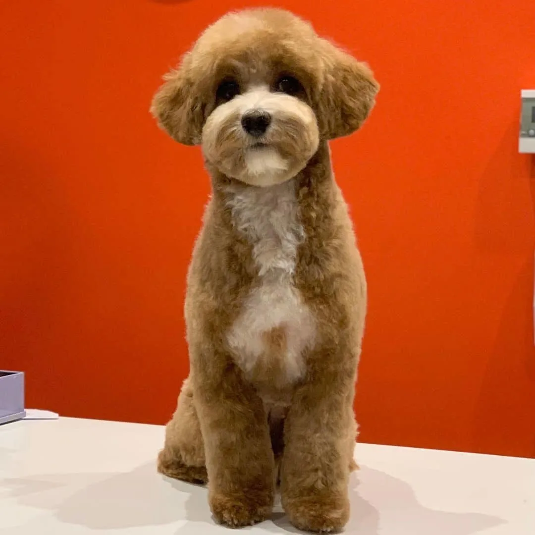 adorable brown maltipoo