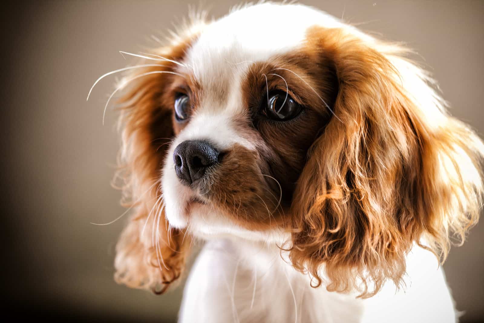 adorable cavalier king charles spaniel