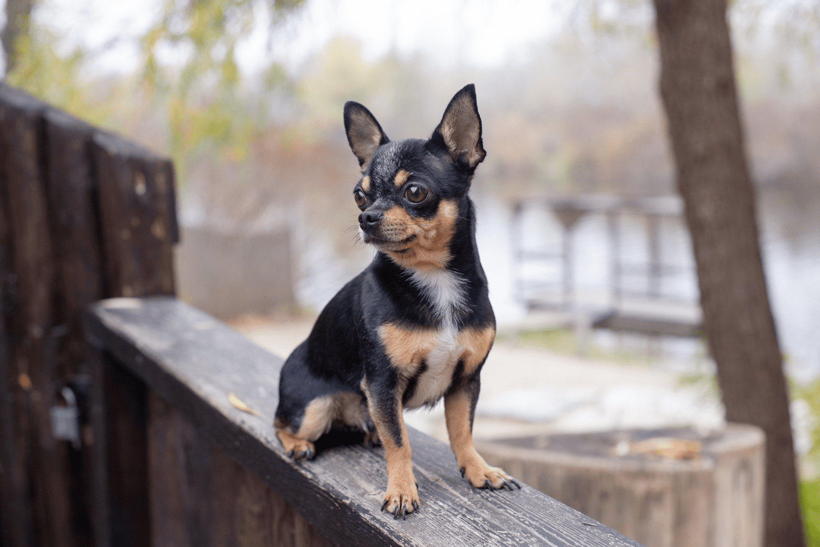 adorable chihuahua puppy sitting on a tree