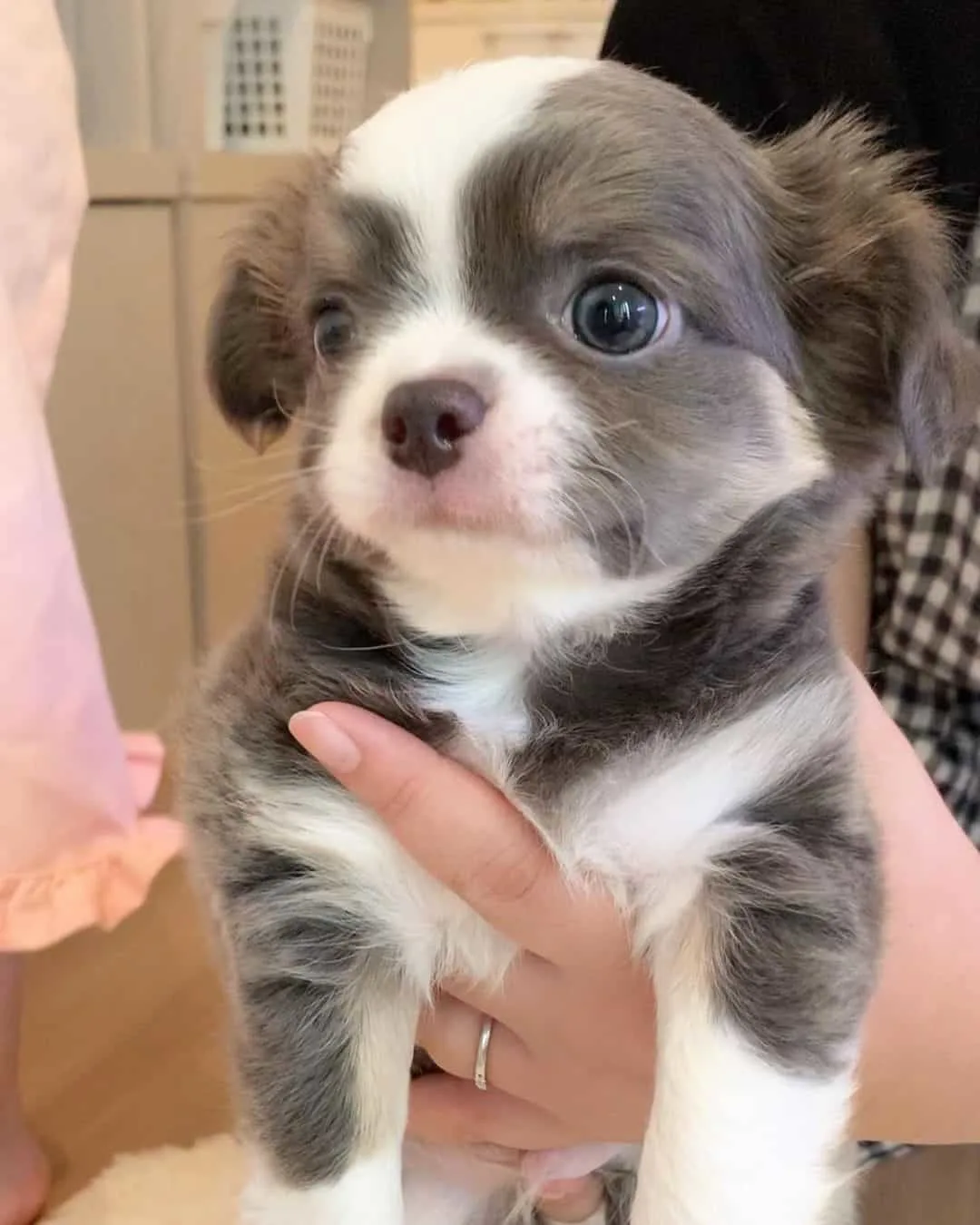 adorable chihuahua puppy
