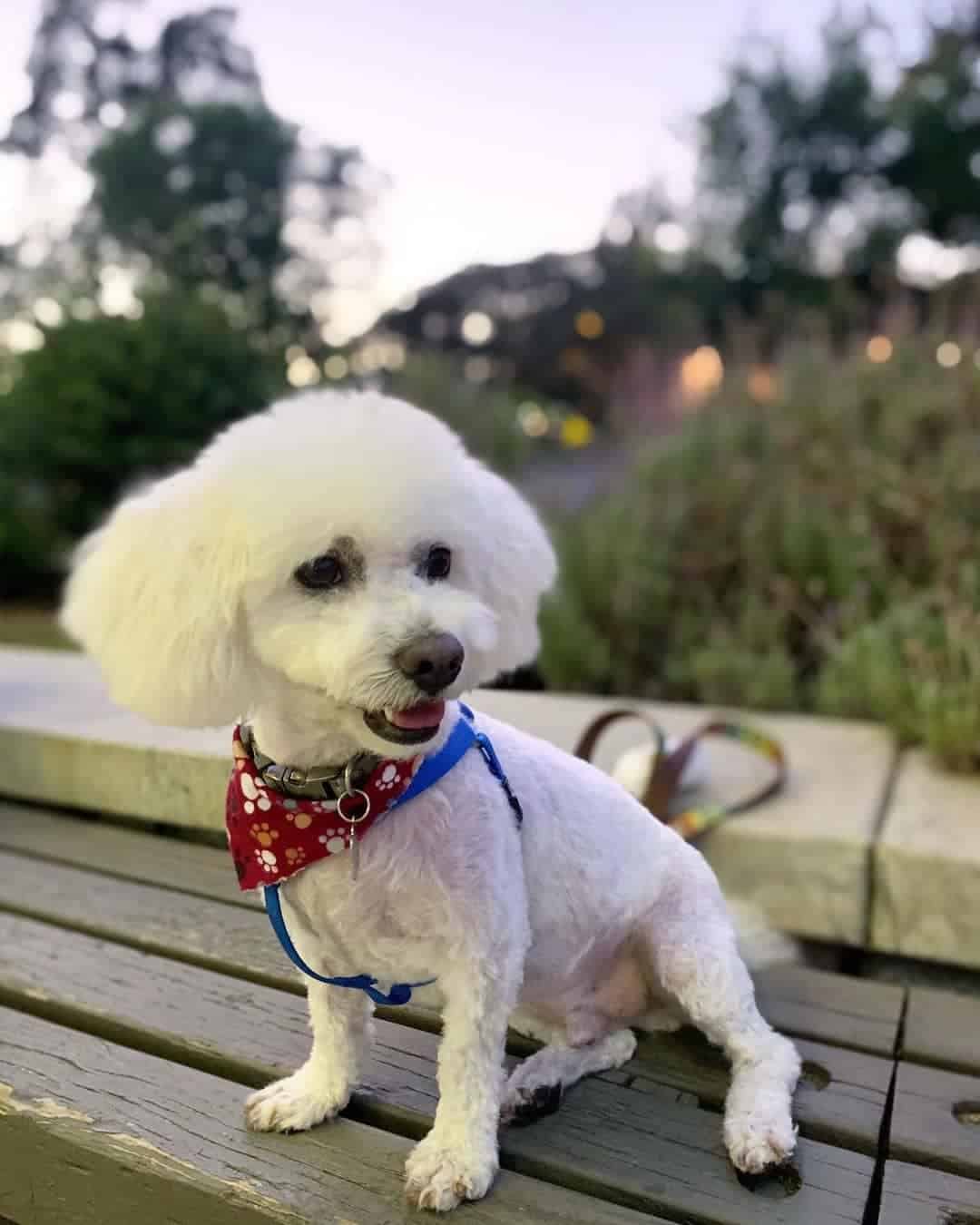 adorable white maltipoo sitting on the bench