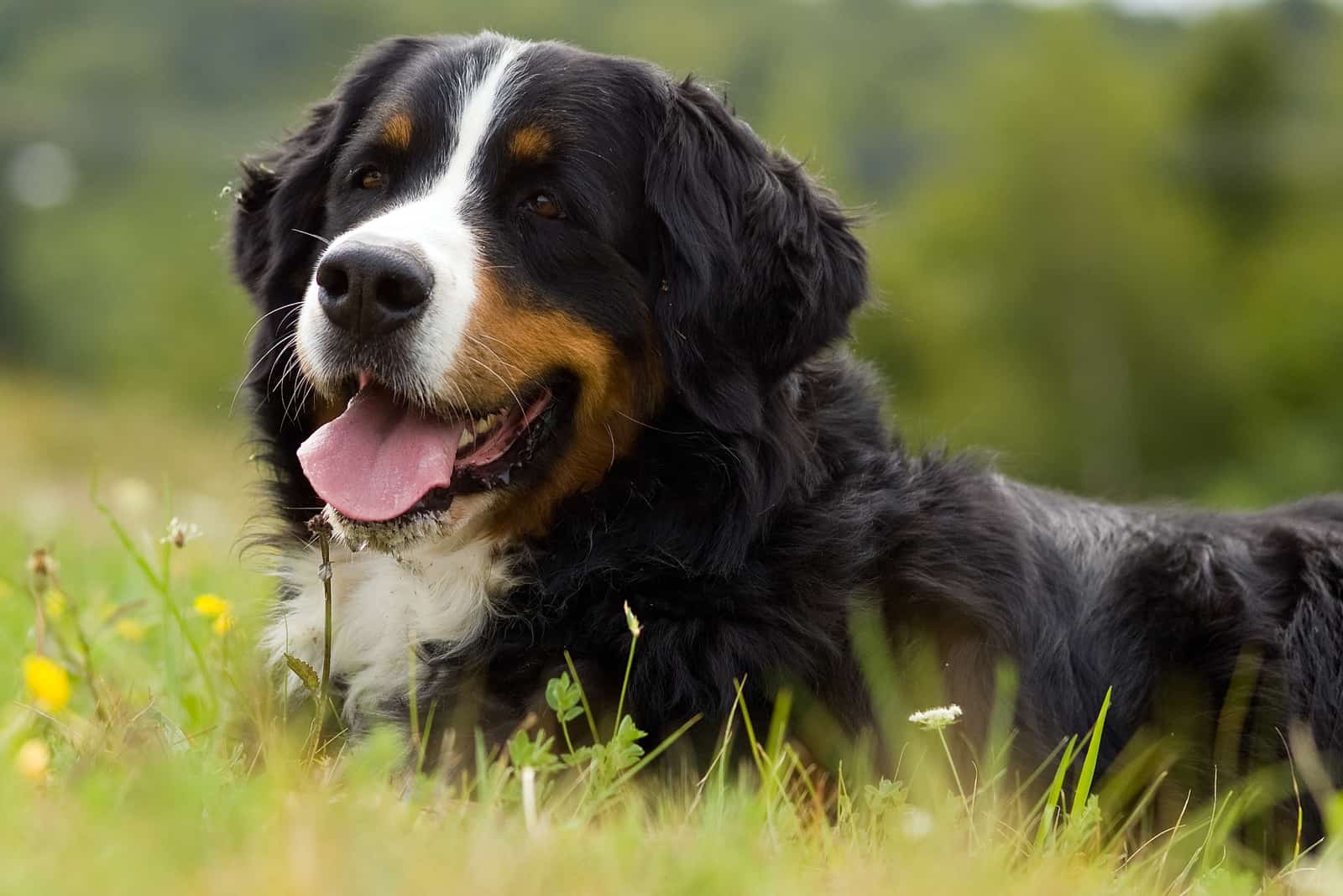 adult bernese mountain dog