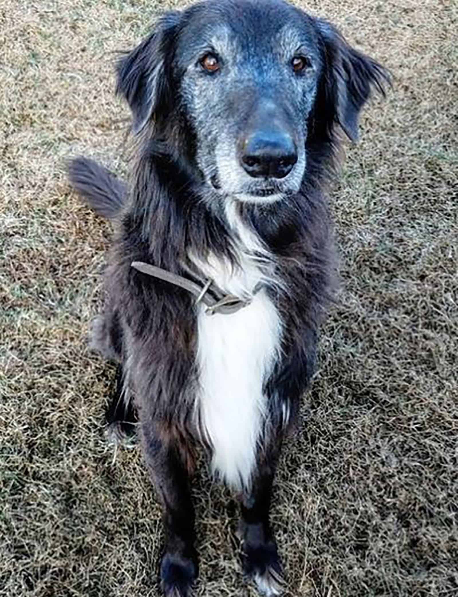 afghan collie