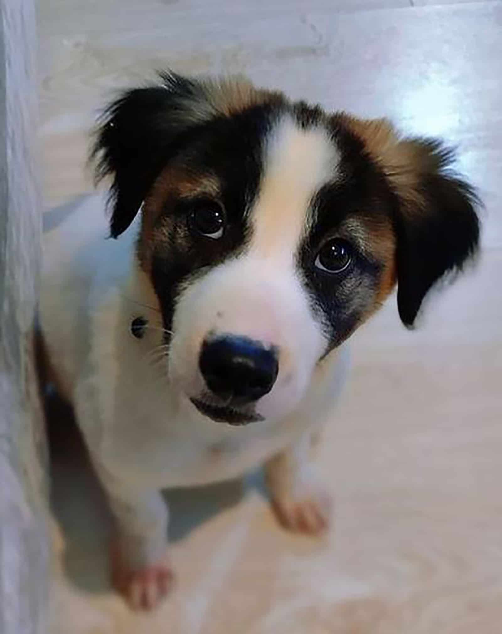 akita collie