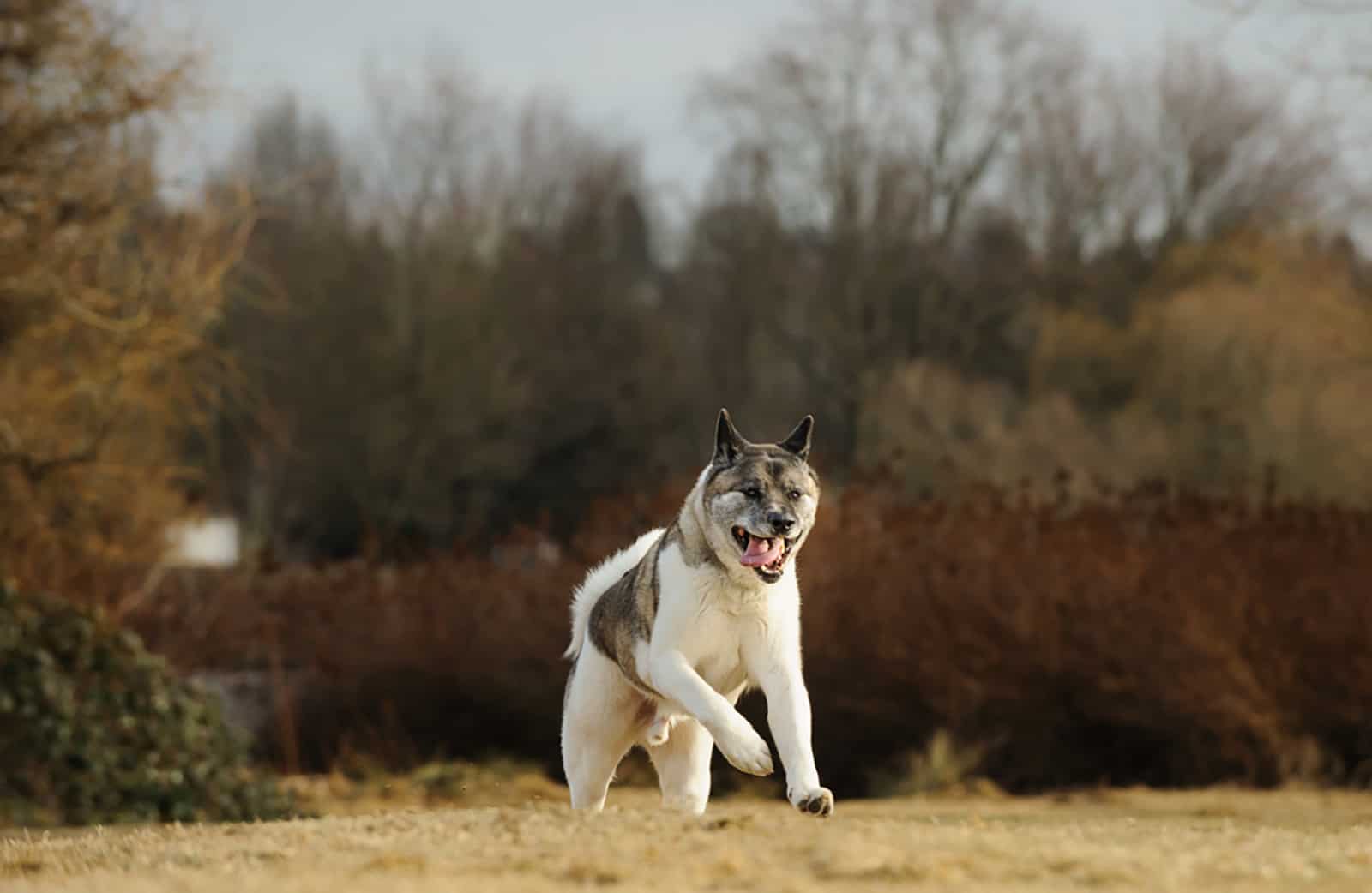 akita dog outdoor portrait running in natural field