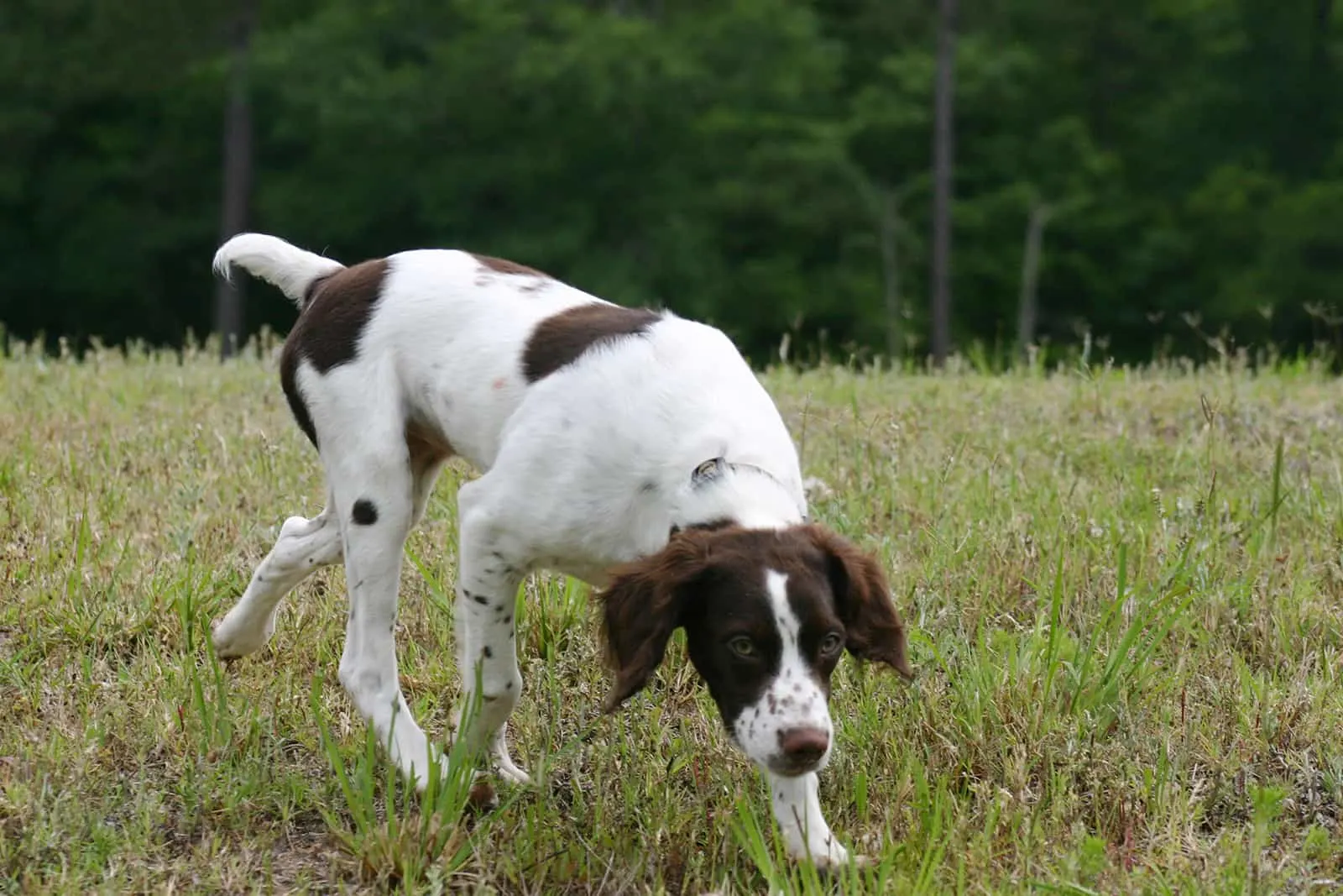american brittany dog hunting in the park