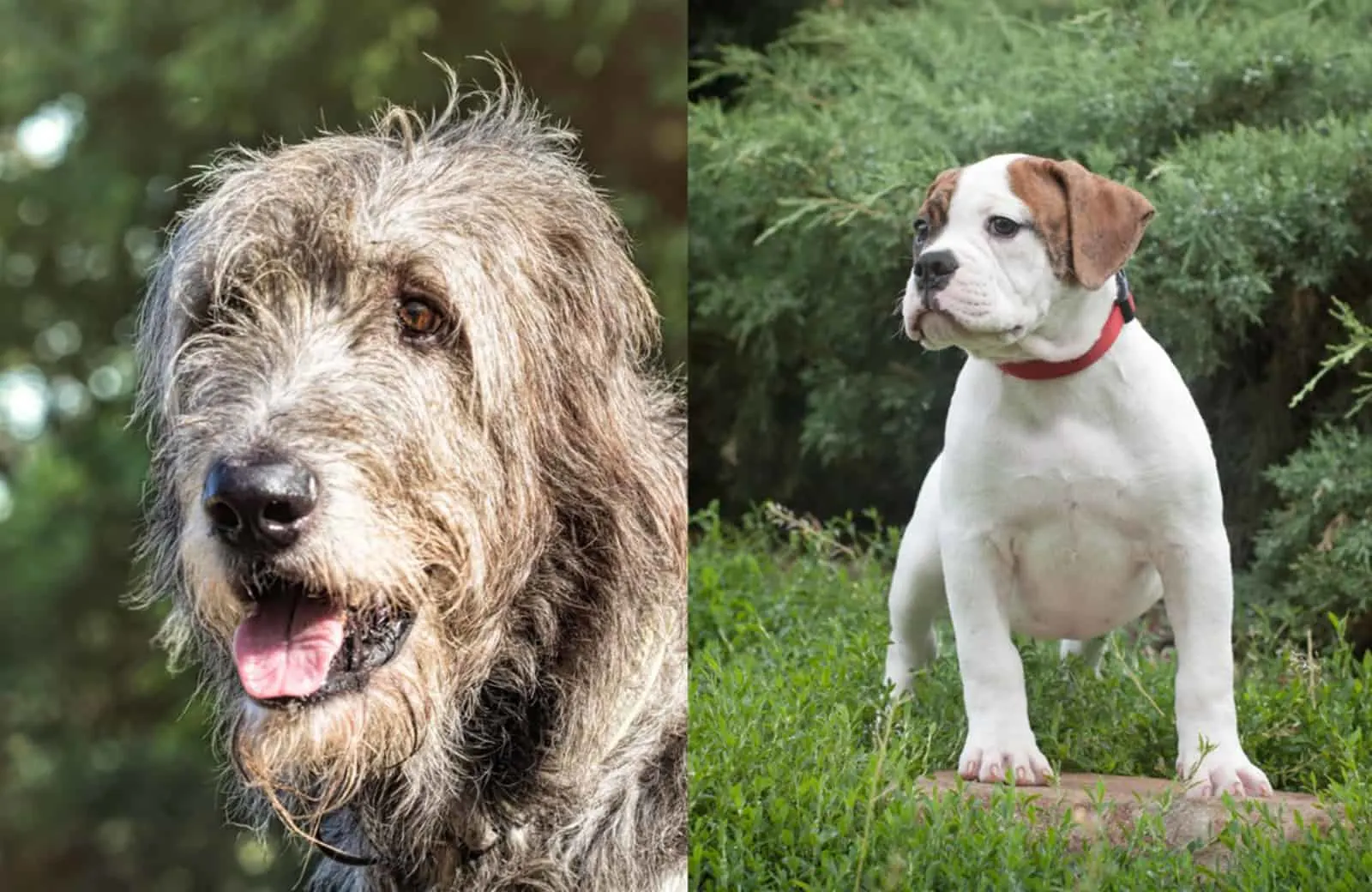 american bulldog and irish wolfhound mix