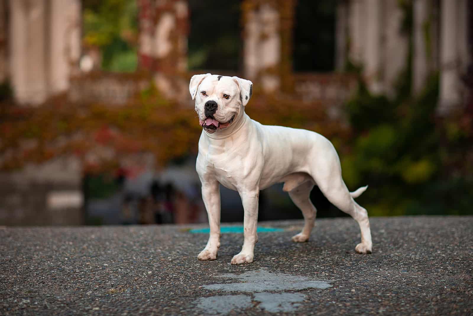 american bulldog standing on the road