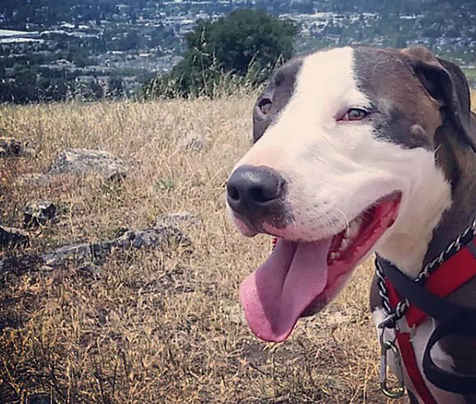 american pit bull terrier