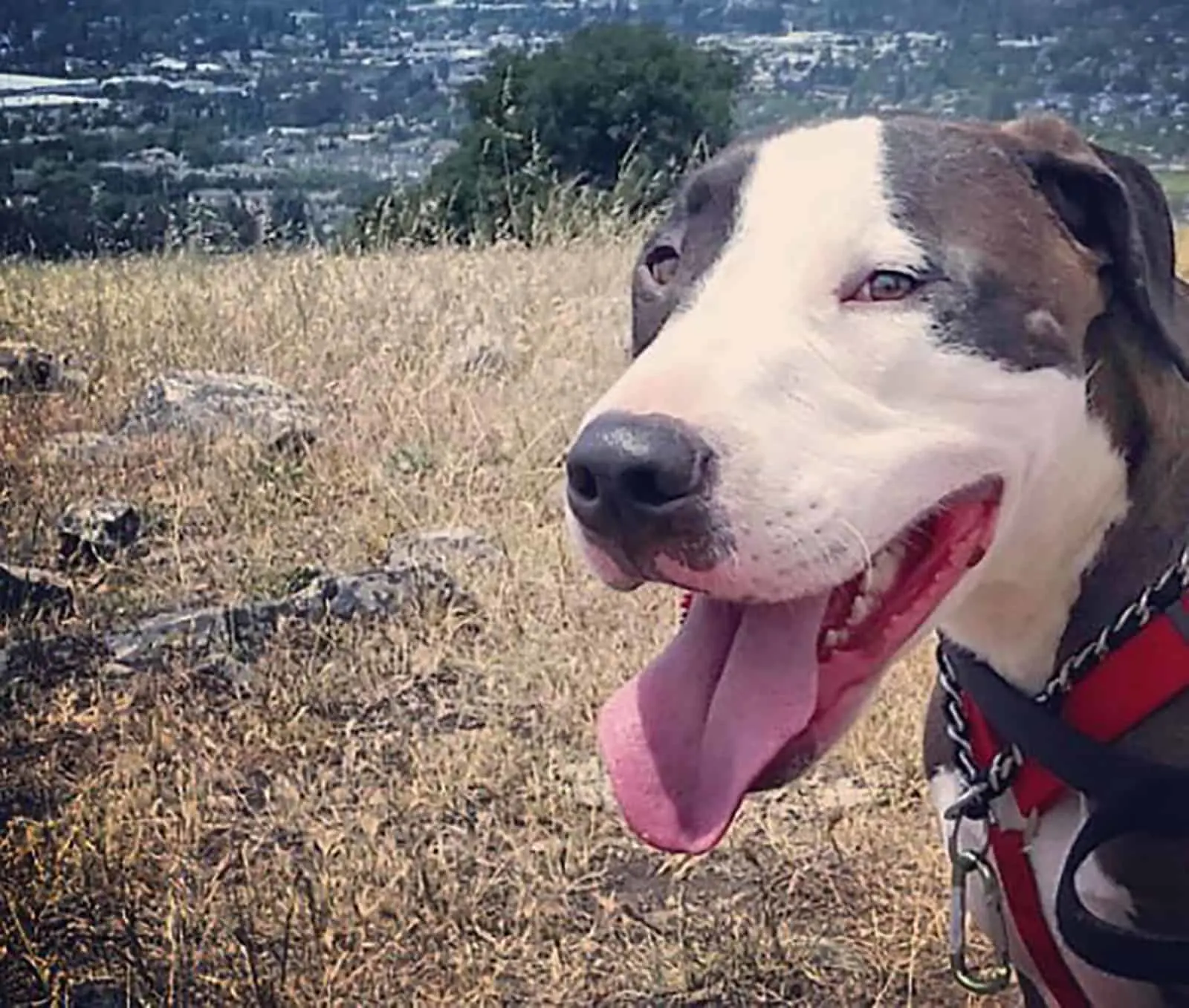 american pit bull terrier