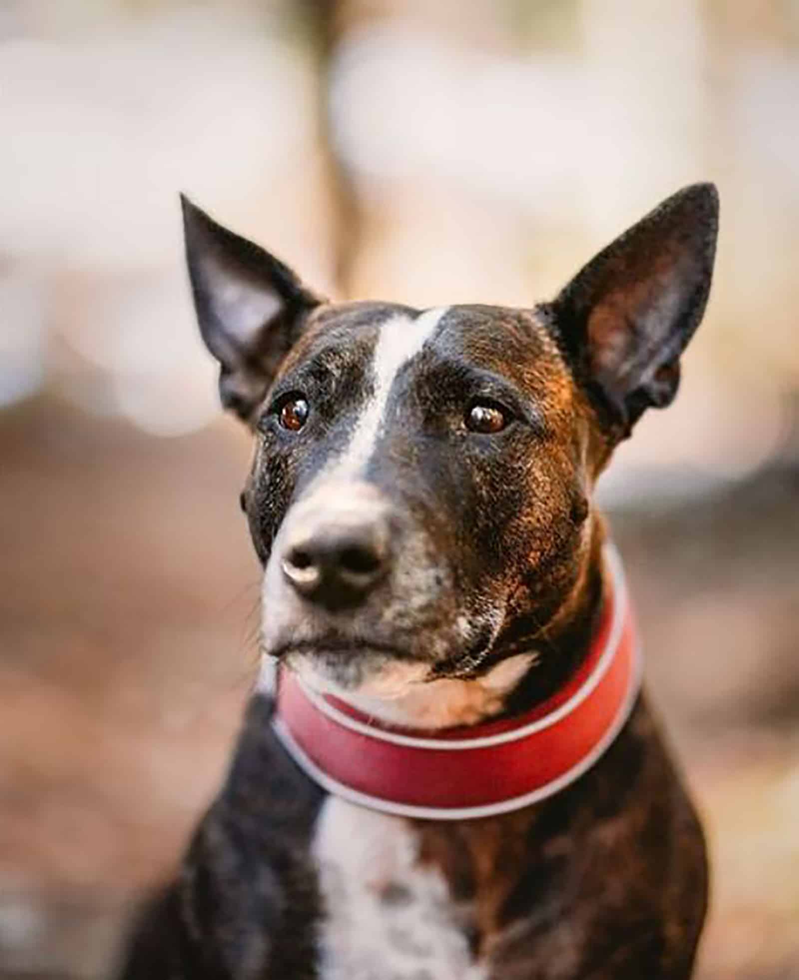 american staffordshire terrier bull terrier mix