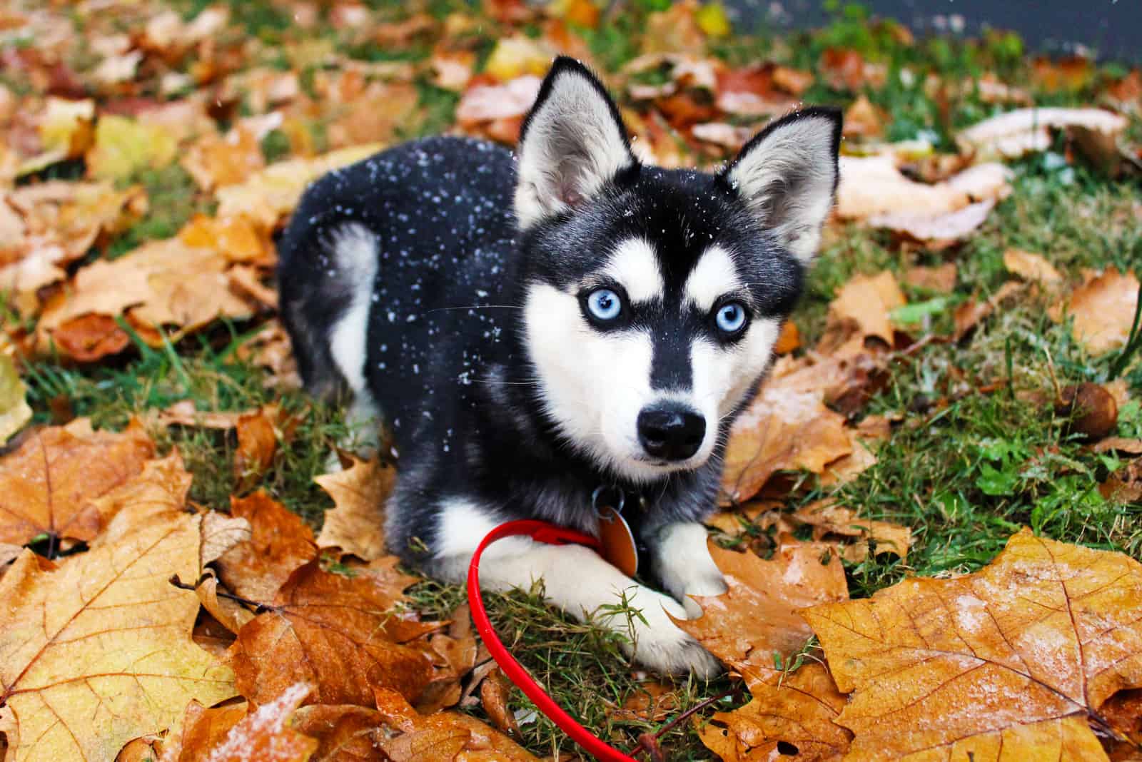 an Alaskan Klee Kai puppy lies in the leaves