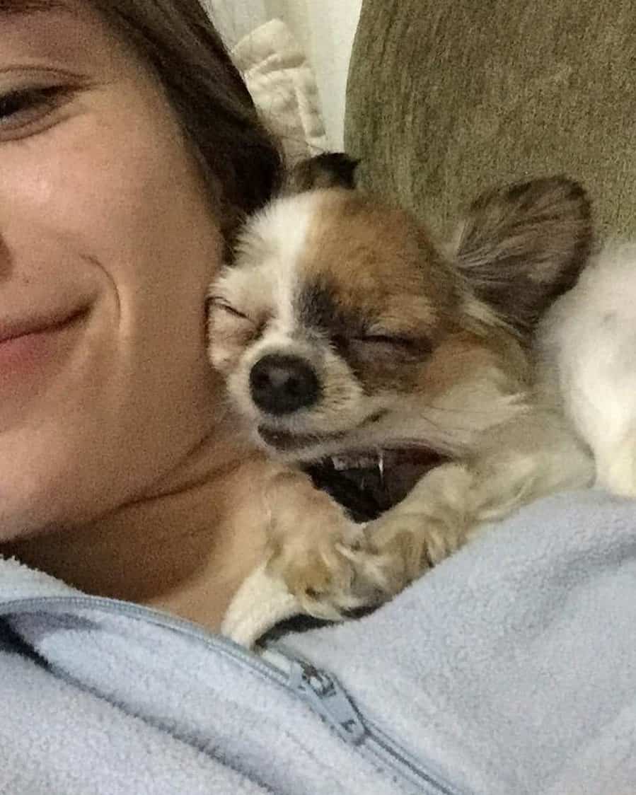 an adorable Chihuahua in a woman's arms