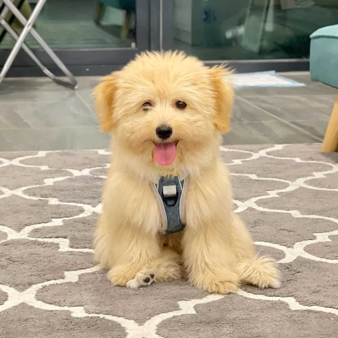 an adorable Ewokian sitting on the carpet
