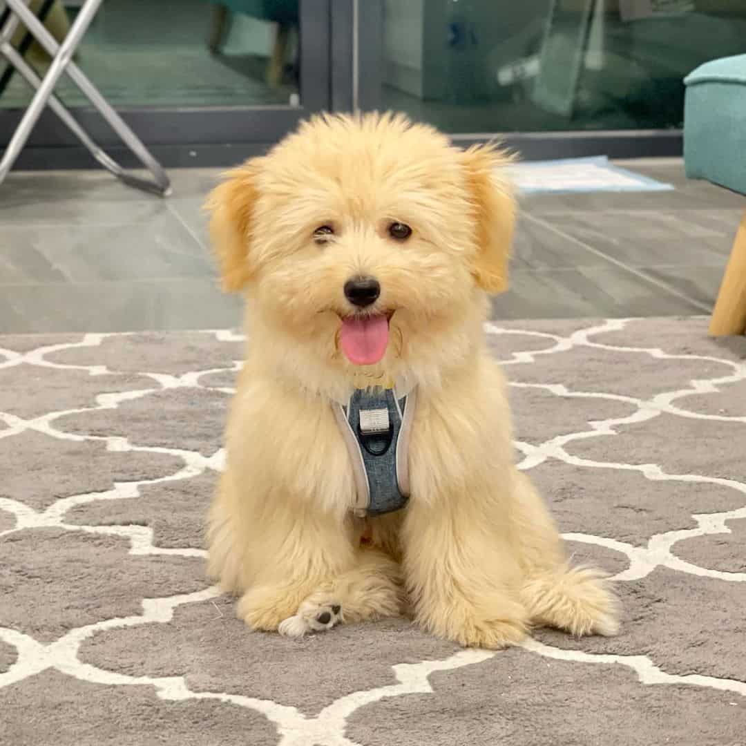 an adorable Ewokian sitting on the carpet