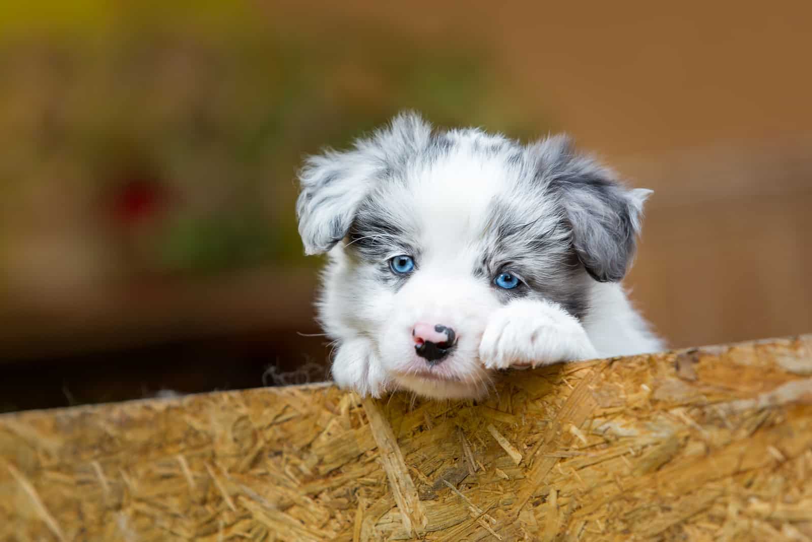 an adorable border collie barks