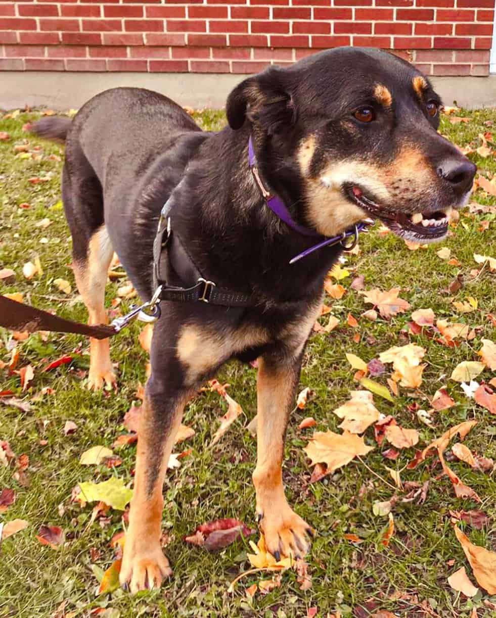 anatolian shepherd and rottweiler dog mix