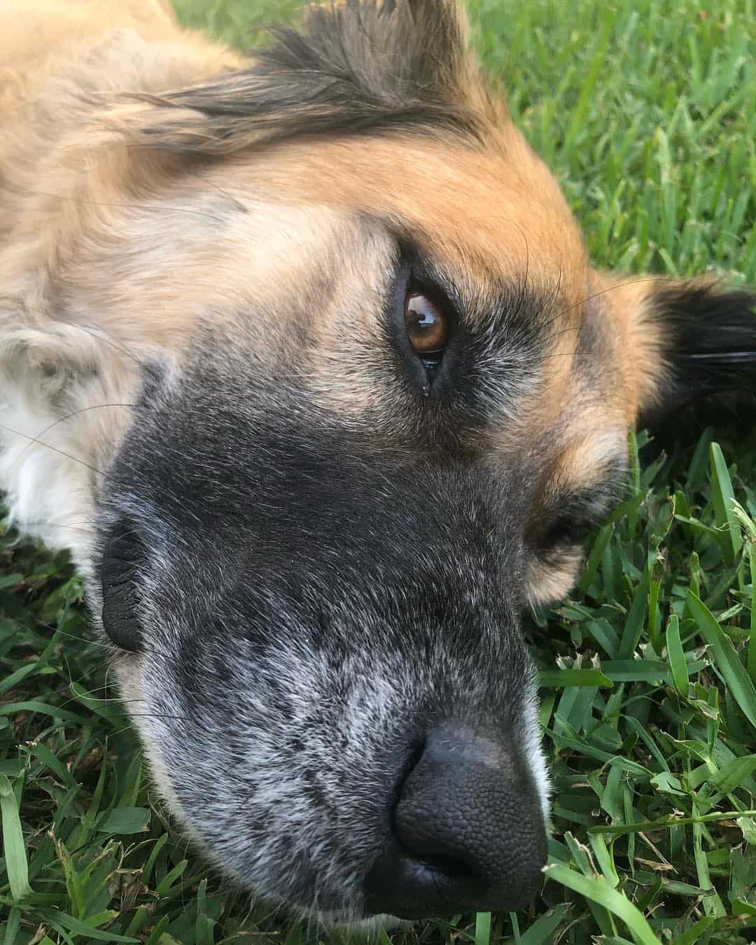 anatolian shepherd golden retriever mix dog on the grass