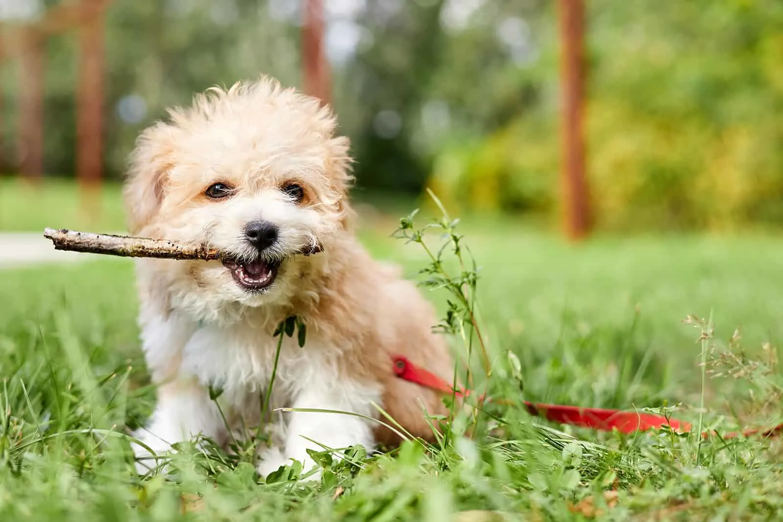 apricot maltipoo dog holding a stick in his teeth