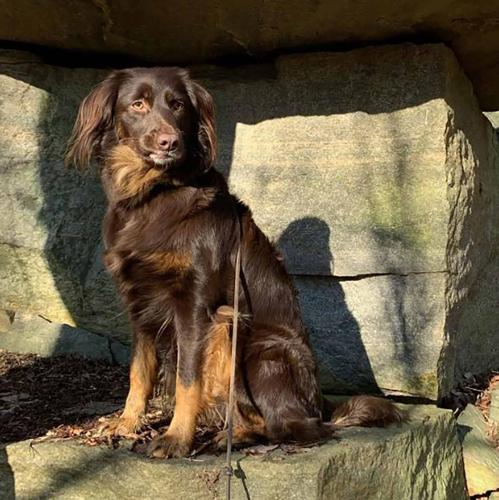 aussie springer