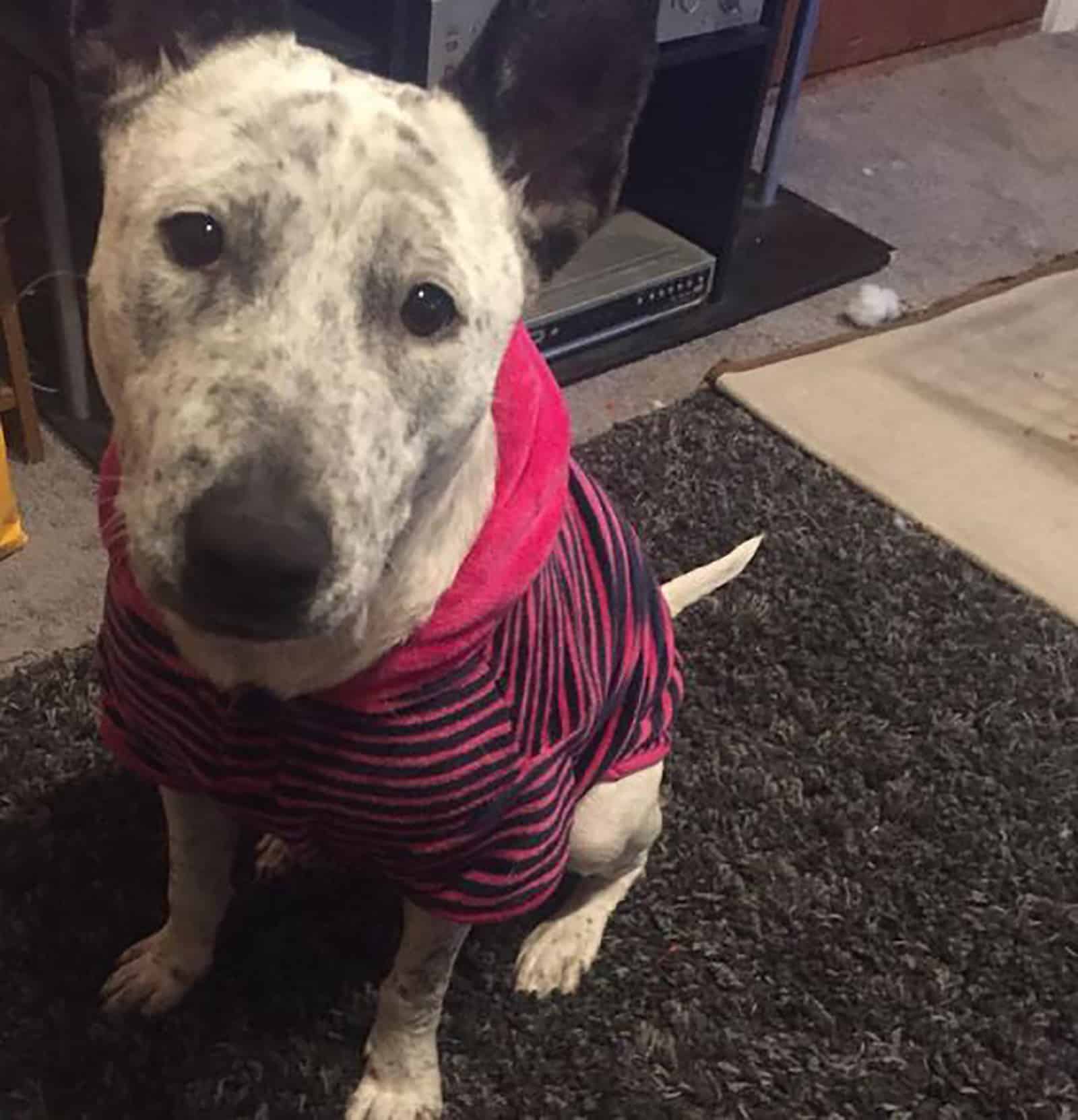 australian cattle dog bull terrier mix